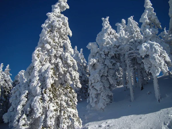 Schöne Schneebedeckte Nadelbäume Sonnigen Tagen Poiana Brasov Rumänien — Stockfoto