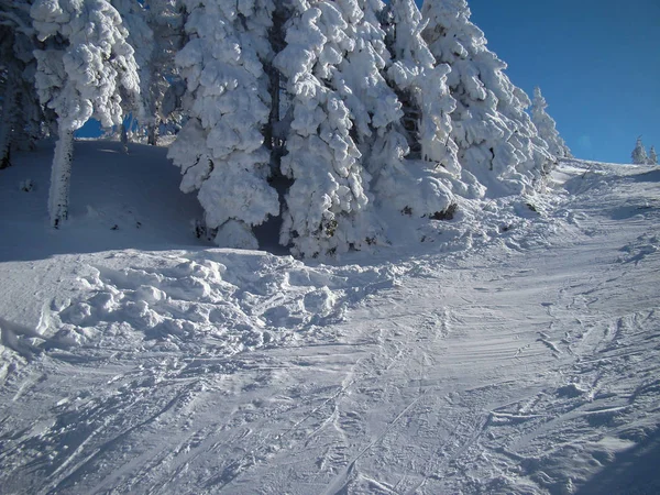 晴れた日の美しい雪に覆われた針葉樹の木 ポアニア ブラゾフ ルーマニア — ストック写真