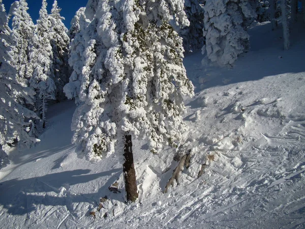 Schöne Schneebedeckte Nadelbäume Sonnigen Tagen Poiana Brasov Rumänien — Stockfoto