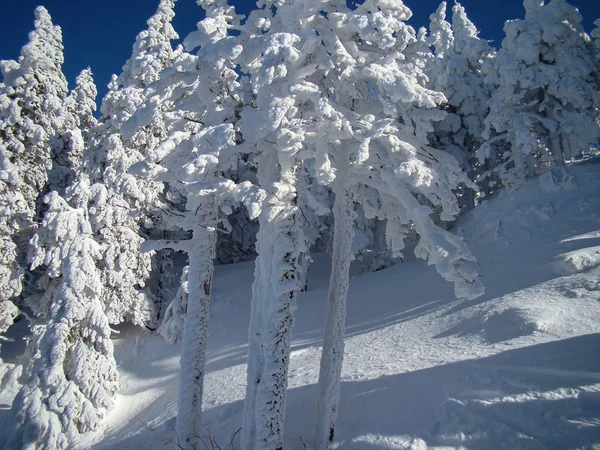 在阳光明媚的日子里美丽的雪地覆盖的针叶树 波亚娜布拉索夫 罗马尼亚 — 图库照片