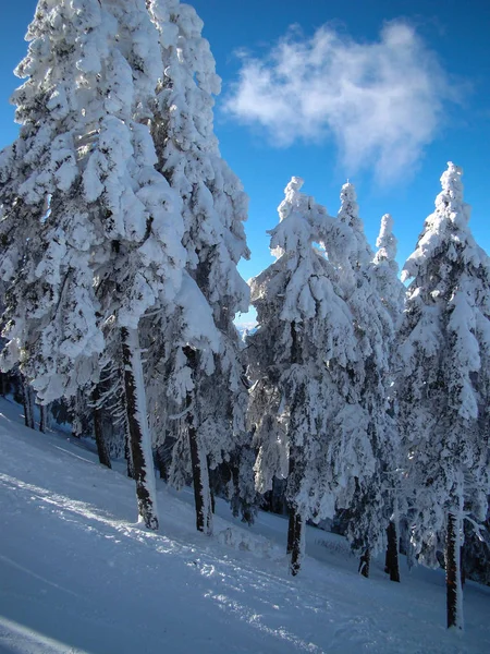 Hermosos Árboles Coníferas Cubiertas Nieve Días Soleados Poiana Brasov Rumania — Foto de Stock