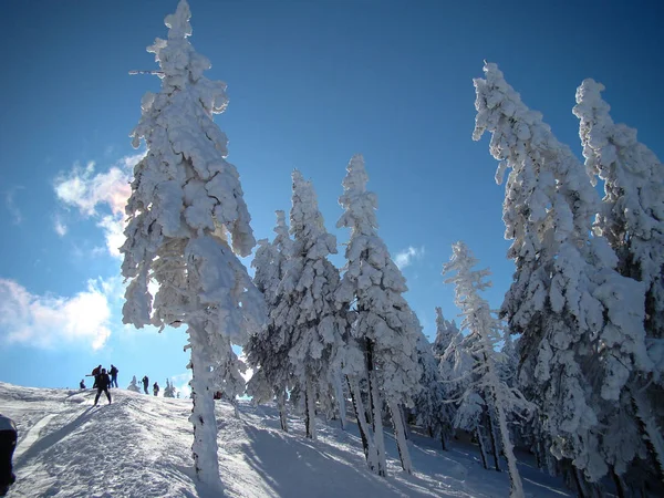 Prachtige Met Sneeuw Bedekte Naaldbomen Zonnige Dagen Poiana Brasov Roemenië — Stockfoto