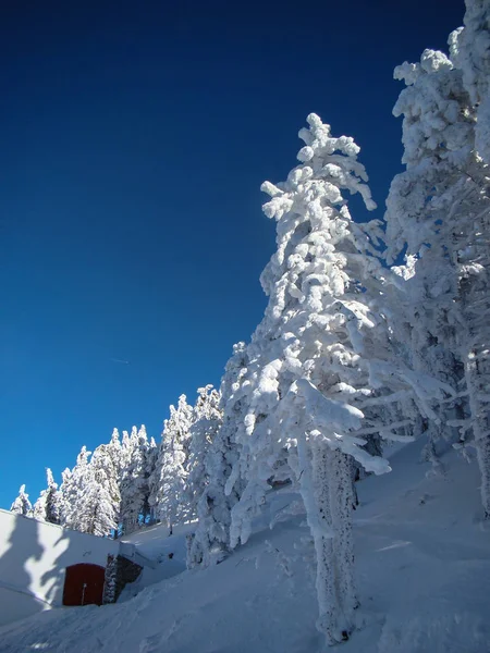 Schöne Schneebedeckte Nadelbäume Sonnigen Tagen Poiana Brasov Rumänien — Stockfoto