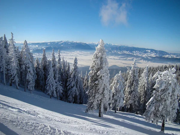Hermosos Árboles Coníferas Cubiertas Nieve Días Soleados Poiana Brasov Rumania — Foto de Stock