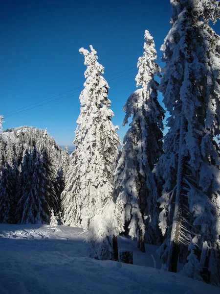 Gyönyörű Hóval Borított Tűlevelű Fák Napsütéses Napokon Poiana Braşov Brassó — Stock Fotó