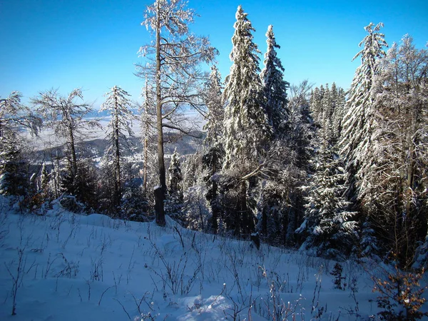 Belas Árvores Coníferas Cobertas Neve Dias Ensolarados Poiana Brasov Roménia — Fotografia de Stock