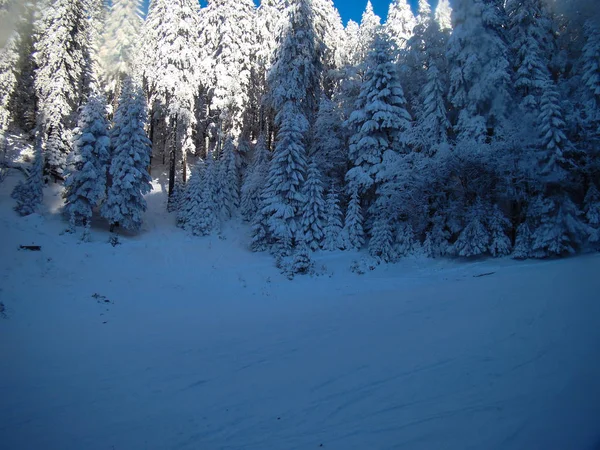 Beautiful Snow Covered Conifer Trees Sunny Days Poiana Brasov Romania — Stock Photo, Image