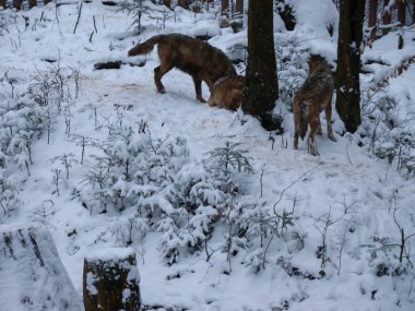 Kurtlar karda oynar ve koşarlar, kış zamanı.