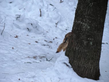 Kurtlar karda oynar ve koşarlar, kış zamanı.