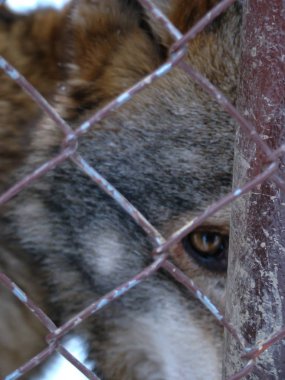 Kurtlar karda oynar ve koşarlar, kış zamanı.