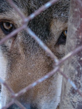 Kurtlar karda oynar ve koşarlar, kış zamanı.