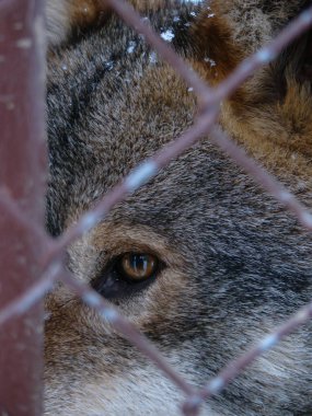Kurtlar karda oynar ve koşarlar, kış zamanı.