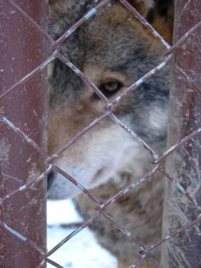 Kurtlar karda oynar ve koşarlar, kış zamanı.