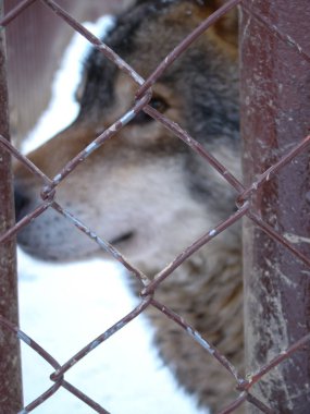 Kurtlar karda oynar ve koşarlar, kış zamanı.