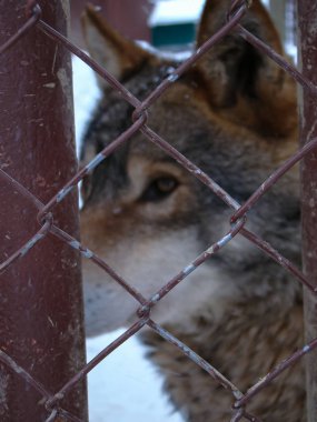 Kurtlar karda oynar ve koşarlar, kış zamanı.