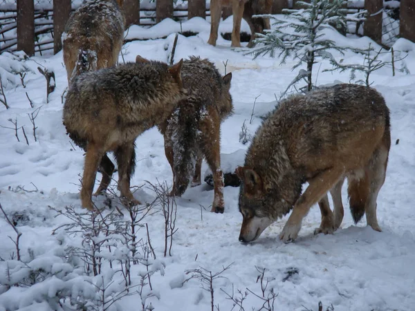 Волки Играют Бегают Снегу Зимнее Время — стоковое фото