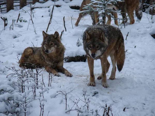 Lobos Jugando Corriendo Nieve Tiempo Invierno — Foto de Stock