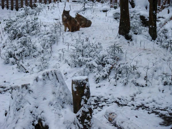 Lobos Jugando Corriendo Nieve Tiempo Invierno — Foto de Stock
