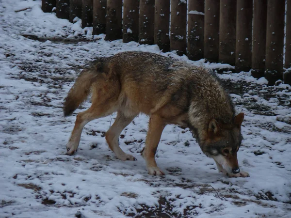 Wolves Playing Running Snow Winter Time — Stockfoto