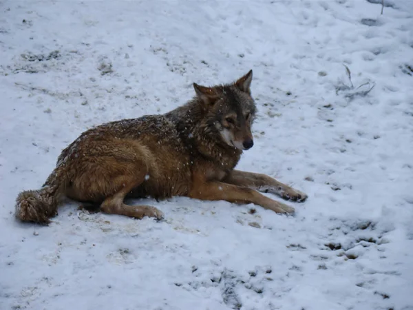 Wolves Playing Running Snow Winter Time — Stockfoto