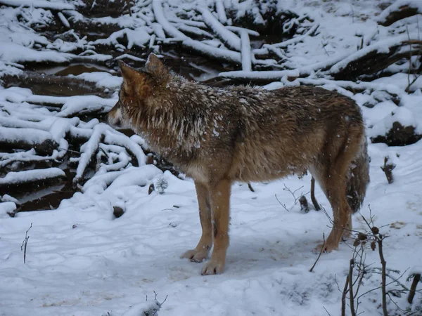 Wolves Playing Running Snow Winter Time — Stockfoto