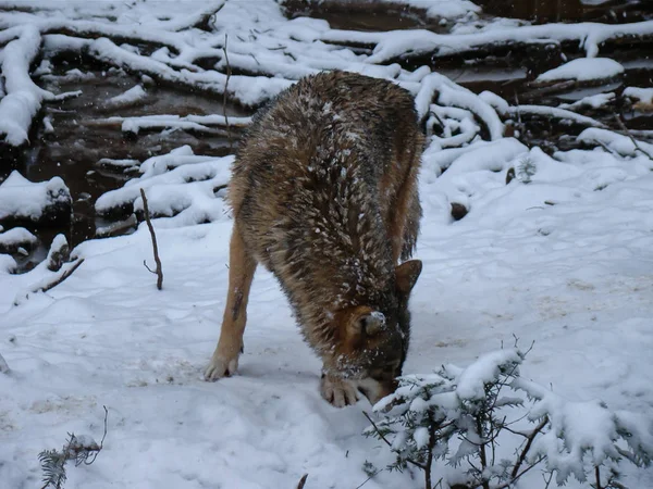 Lobos Jugando Corriendo Nieve Tiempo Invierno — Foto de Stock