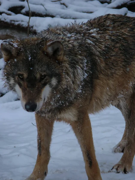 Wolves Playing Running Snow Winter Time — Stockfoto