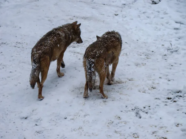 Lobos Jugando Corriendo Nieve Tiempo Invierno — Foto de Stock