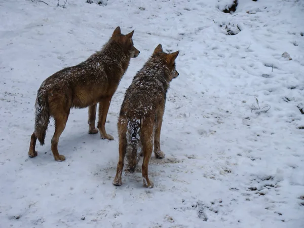 雪の中で遊んで走るオオカミ 冬時間 — ストック写真