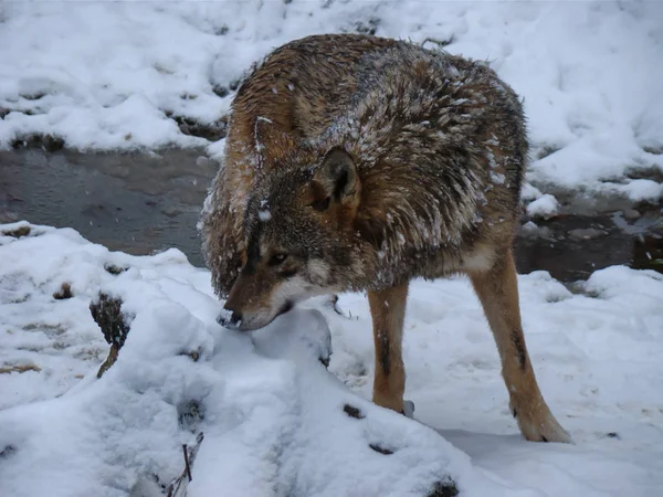 Вовки Бавляться Бігають Снігу Взимку — стокове фото
