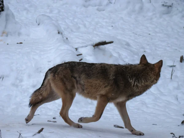 Kurtlar karda oynar ve koşarlar, kış zamanı.