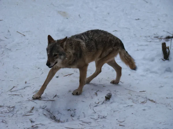 Wolves Playing Running Snow Winter Time — Stockfoto