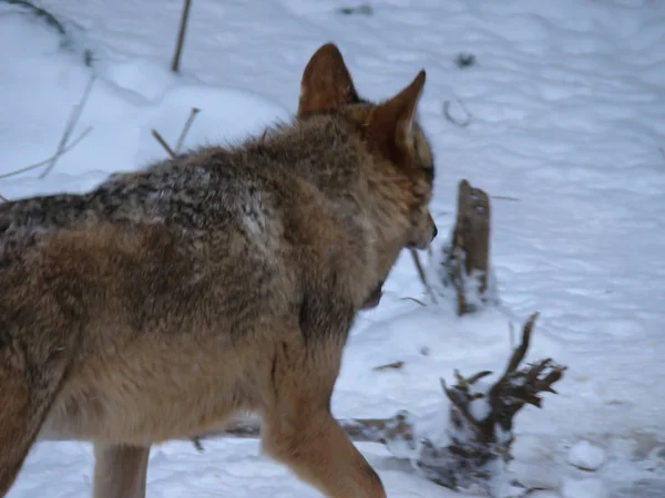 Lobos Jugando Corriendo Nieve Tiempo Invierno — Foto de Stock