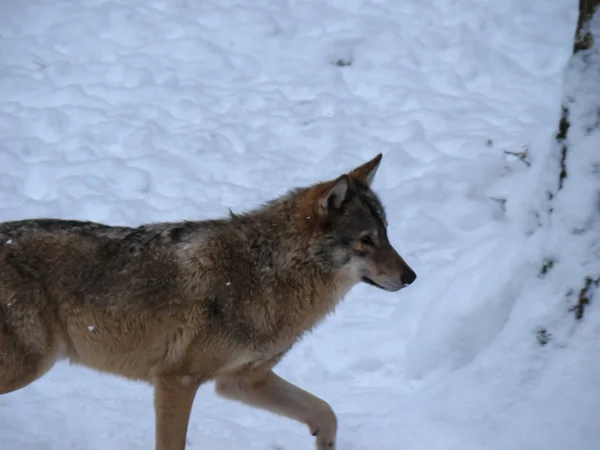 Wolves Playing Running Snow Winter Time — Stock Photo, Image