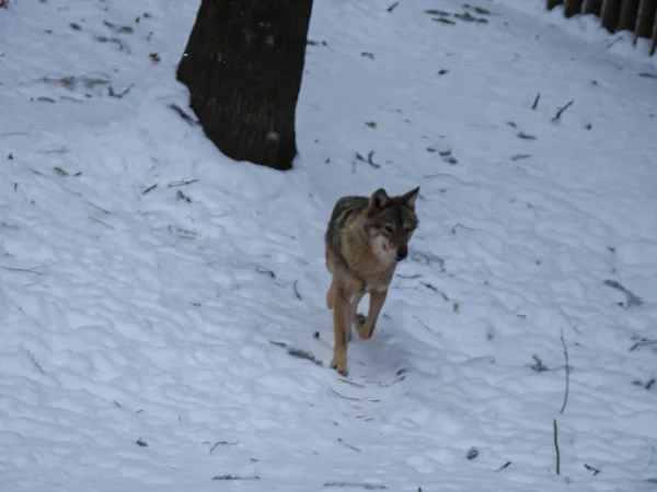 Wolves Playing Running Snow Winter Time — Stockfoto