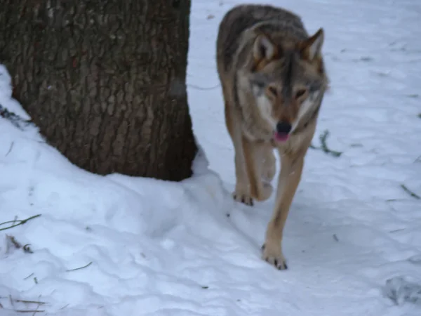 Wolves Playing Running Snow Winter Time — Stock Photo, Image