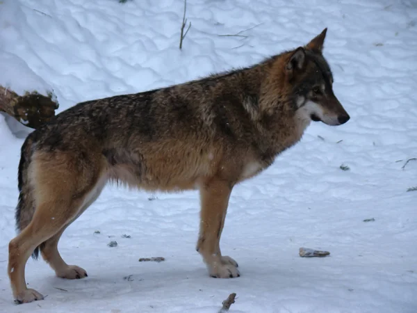 Wolves Playing Running Snow Winter Time — Stockfoto