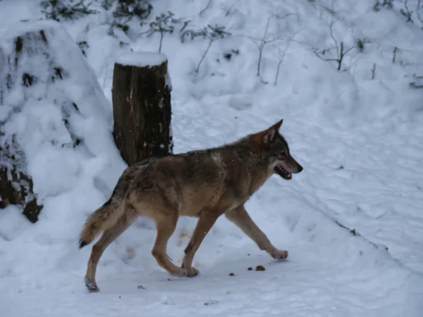 Wolves Playing Running Snow Winter Time — Stockfoto