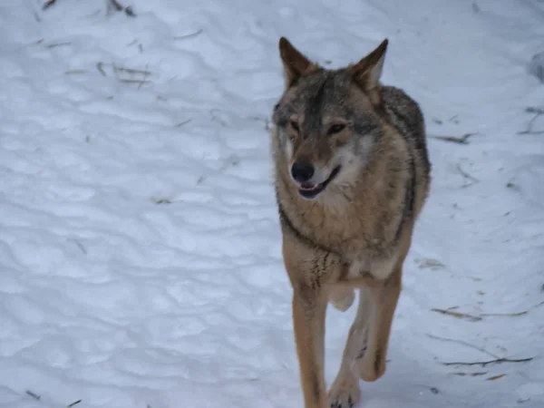 Wolves Playing Running Snow Winter Time — Stockfoto