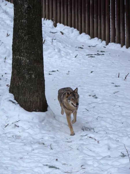 Вовки Бавляться Бігають Снігу Взимку — стокове фото