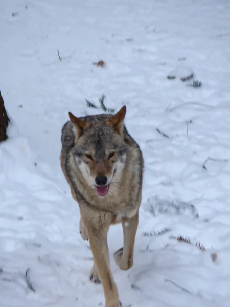 Wolves Playing Running Snow Winter Time — Stockfoto