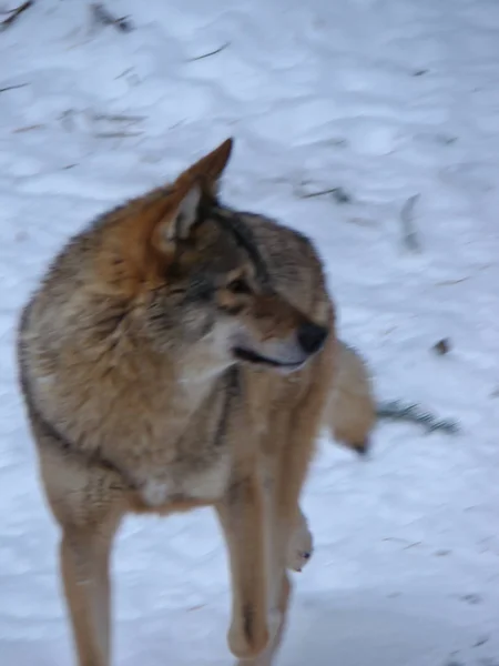 Wolves Playing Running Snow Winter Time — Stock Photo, Image