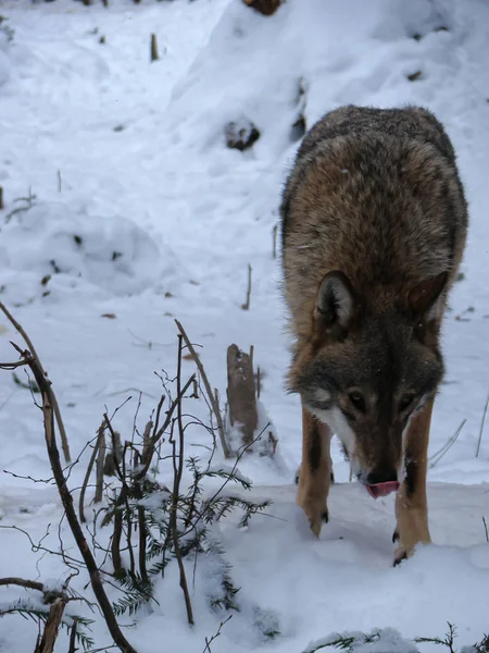 Wolves Playing Running Snow Winter Time — Stockfoto