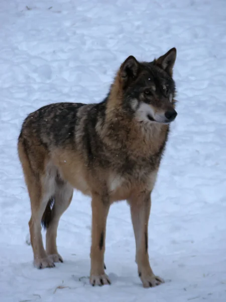 Wolves Playing Running Snow Winter Time — Stockfoto