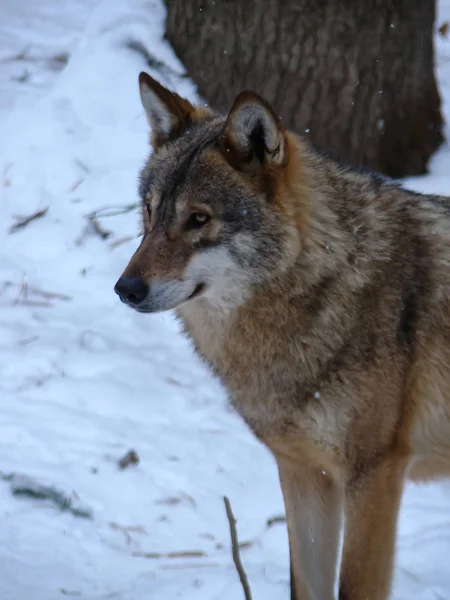 Wolves Playing Running Snow Winter Time — Stockfoto