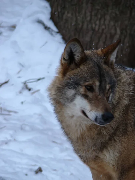 Wolves Playing Running Snow Winter Time — Stockfoto