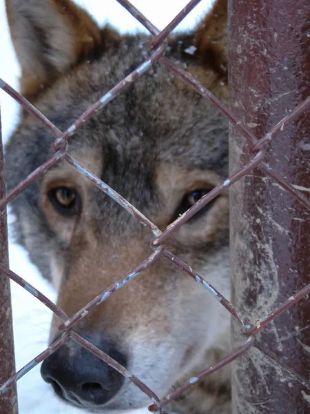 Kurtlar karda oynar ve koşarlar, kış zamanı.