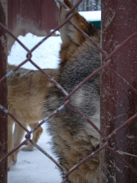 Lobos Jugando Corriendo Nieve Tiempo Invierno —  Fotos de Stock