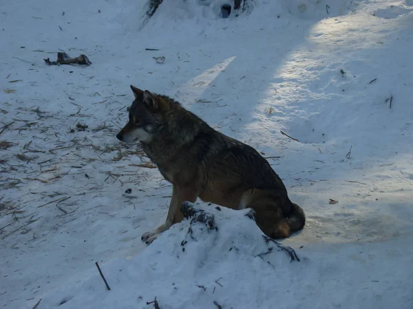 Wolven Spelen Rennen Sneeuw Winter — Stockfoto