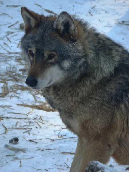 Lobos Jogando Correndo Neve Tempo Inverno — Fotografia de Stock